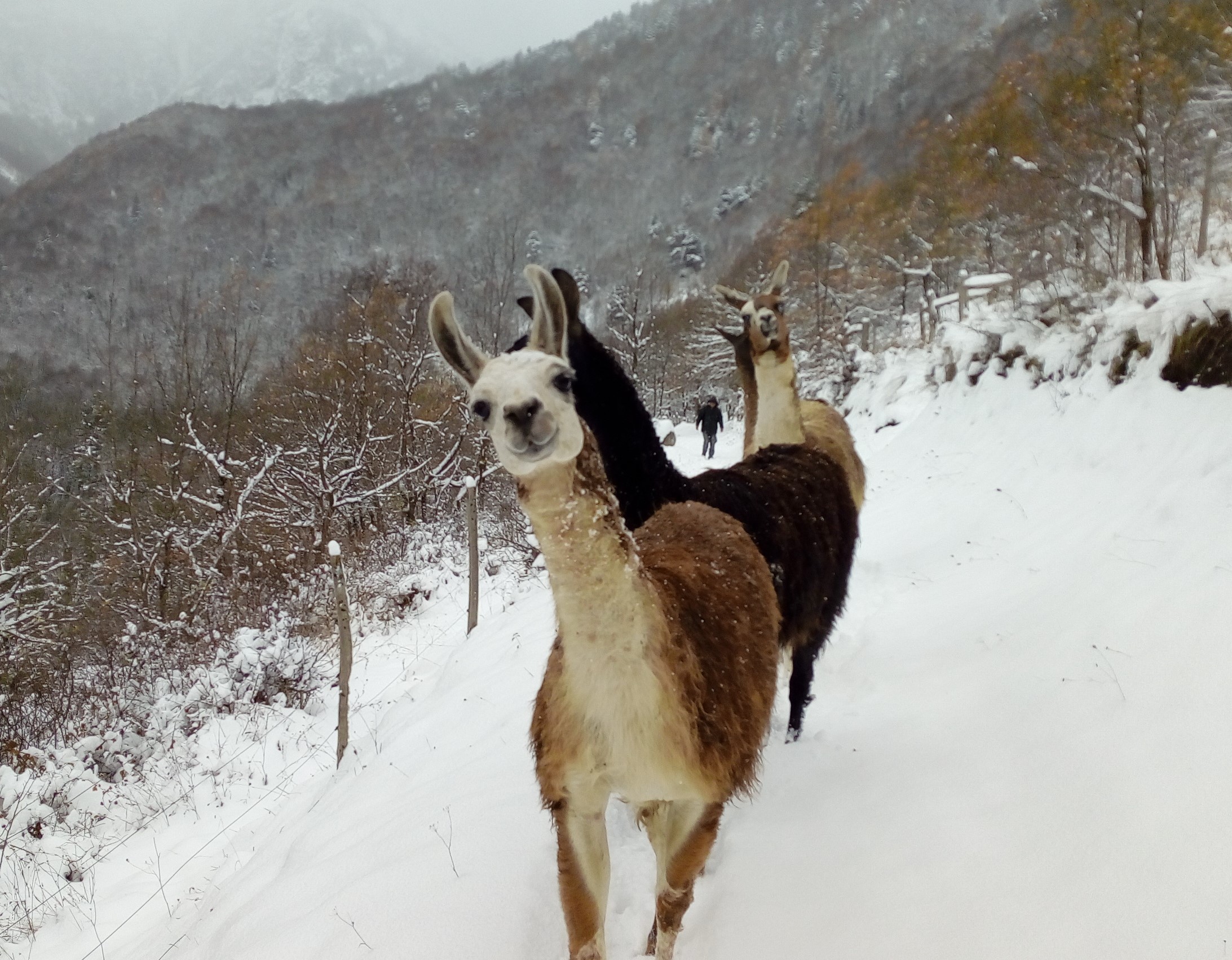 lamas dans la neige