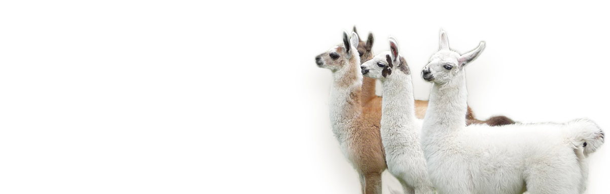 Carrousel 1 -Bienvenue sur notre site